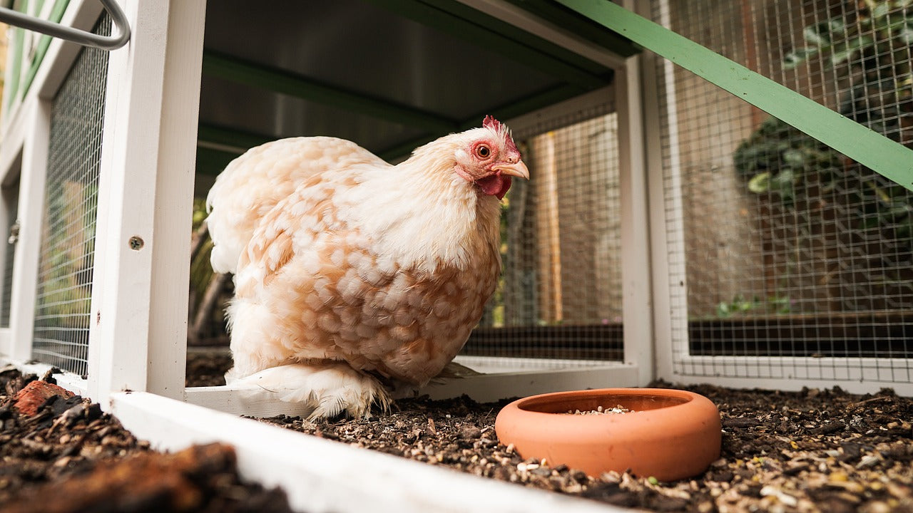 Chicken Coop Design 101: Creating the Perfect Home for Your Backyard Flock