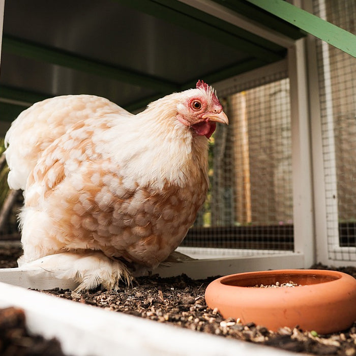 Chicken Coop Design 101: Creating the Perfect Home for Your Backyard Flock