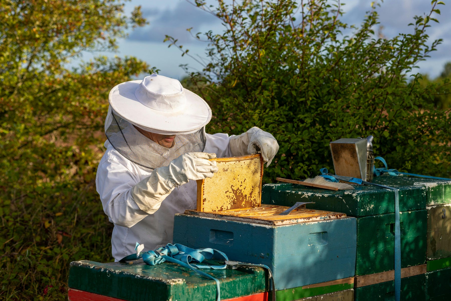 Timing is Everything: When to Add a Super to Your Beehive