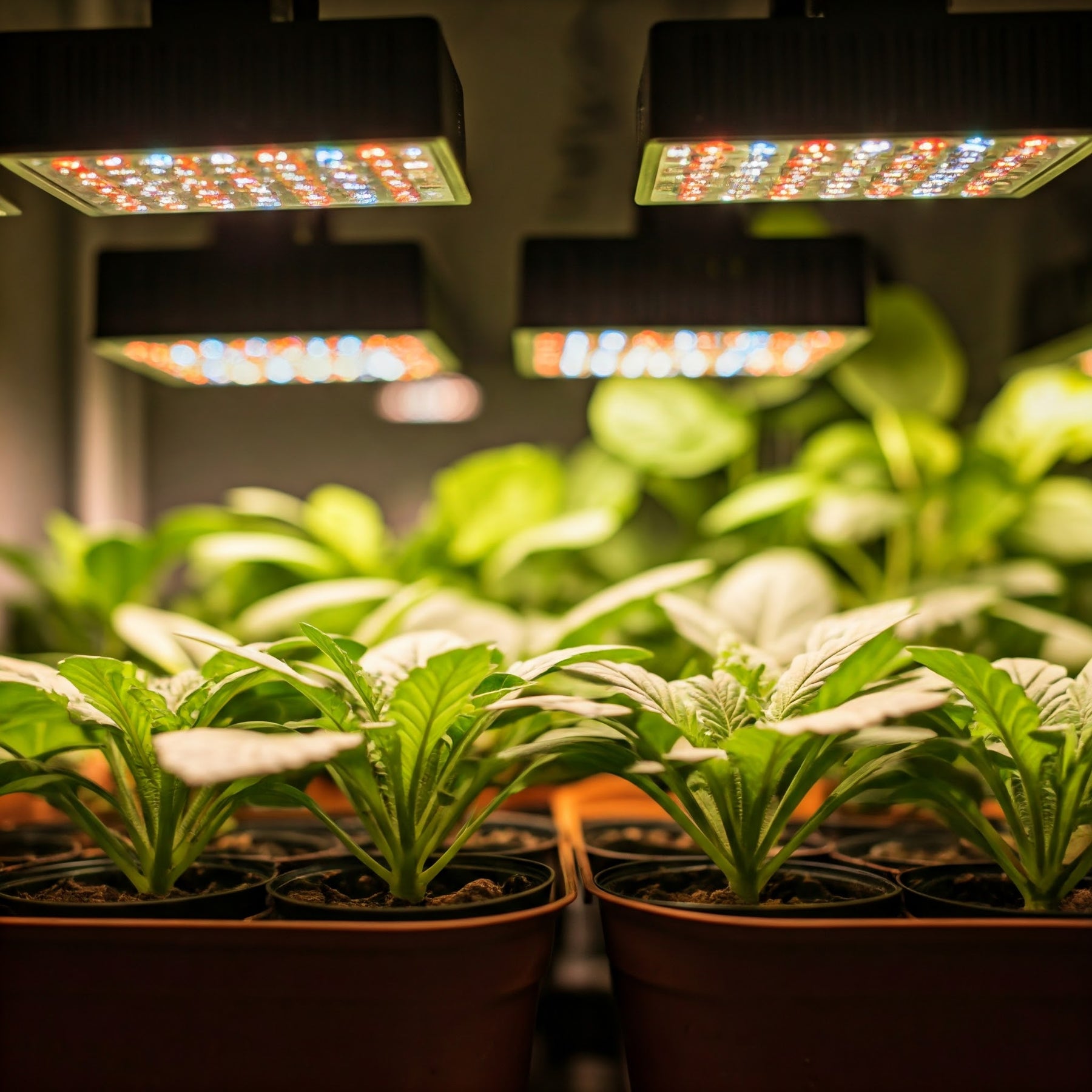 Illuminating Growth: Understanding Light Spectrum in LED Grow Lights