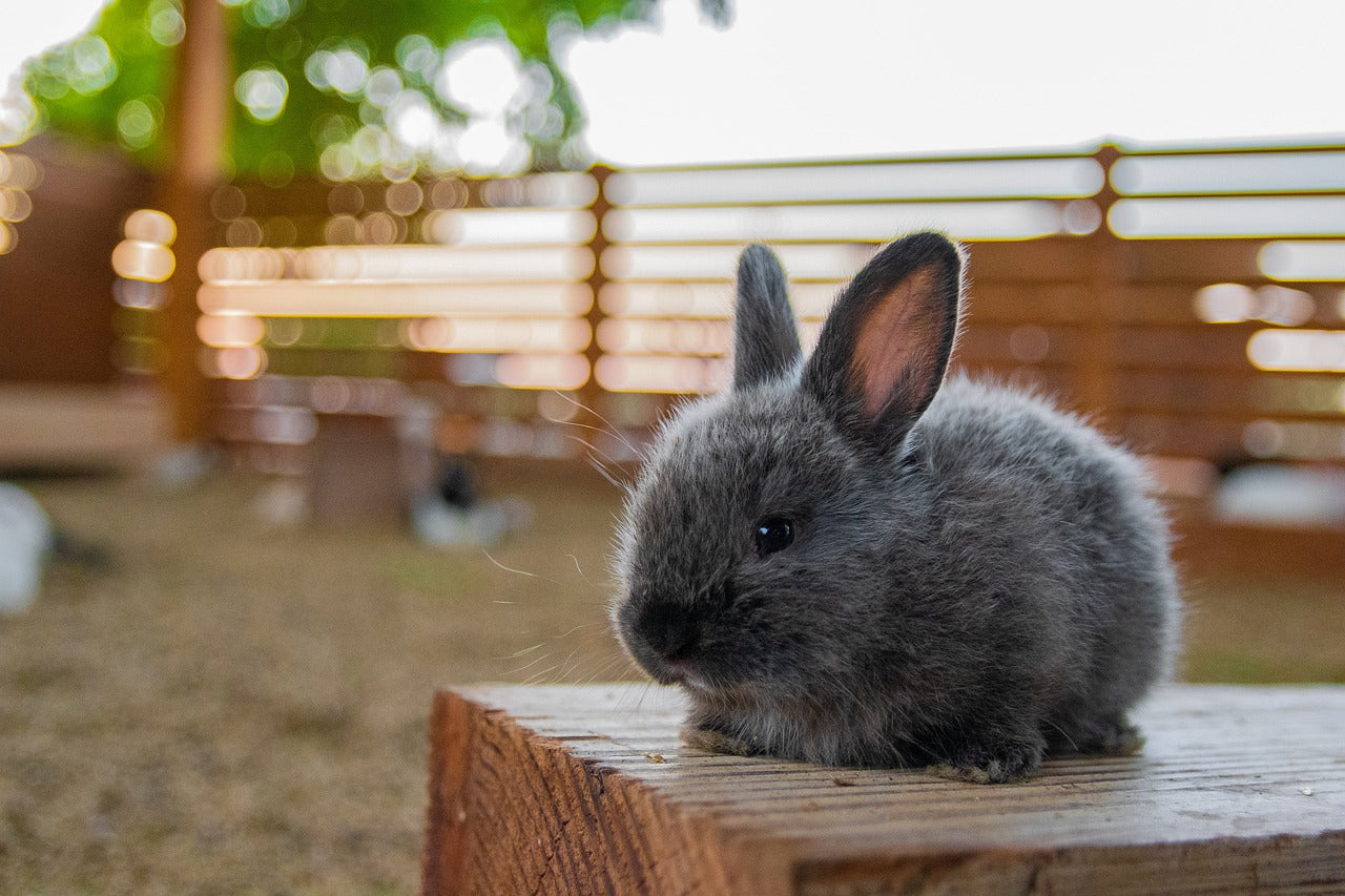 Breeding and Raising Rabbits: From Hutch Design to Successful Reproduction