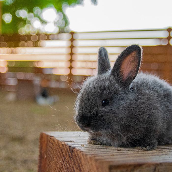 Breeding and Raising Rabbits: From Hutch Design to Successful Reproduction