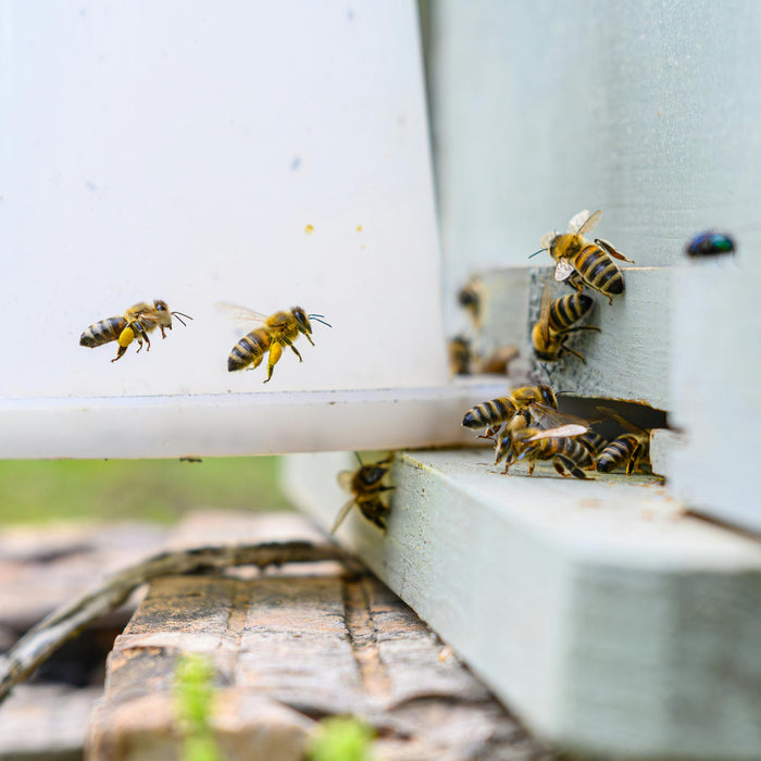 Nourishing Your Hive: Top Feeding Strategies for Beekeepers