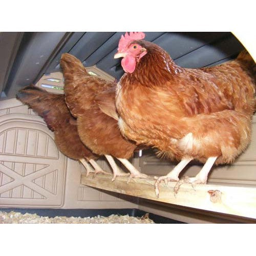 Snap Lock Standard Size Chicken Coop